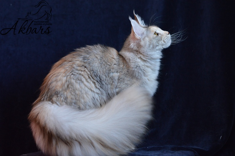 Foggy Woods Dominika - Junior maine-coon 8 months 3 weeks
