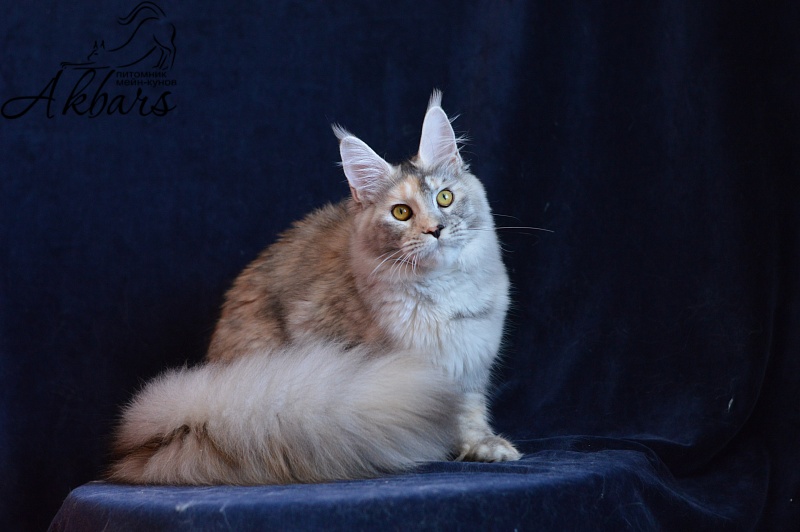 Foggy Woods Dominika - Junior maine-coon 8 months 3 weeks