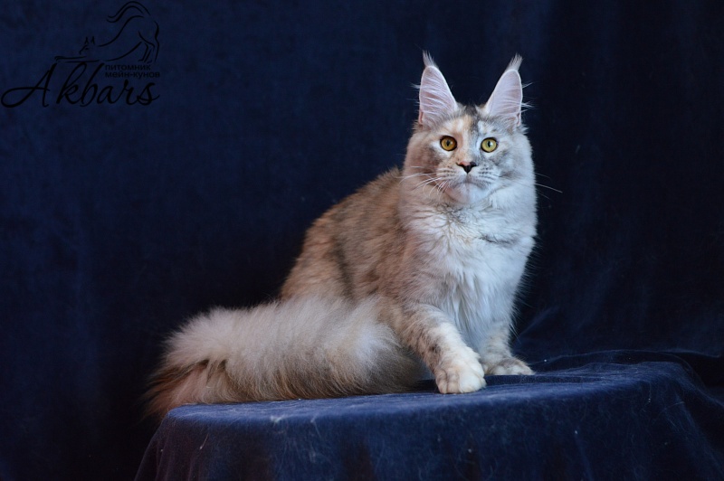Foggy Woods Dominika - Junior maine-coon 8 months 3 weeks