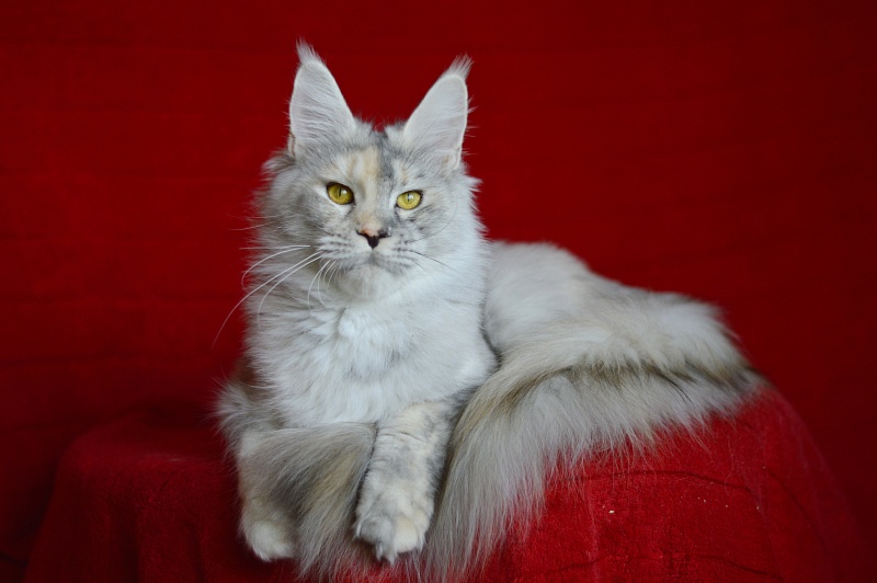 Foggy Woods Dominika - Adult maine-coon 1 year 0.5 weeks