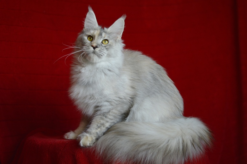 Foggy Woods Dominika - Adult maine-coon 1 year 0.5 weeks