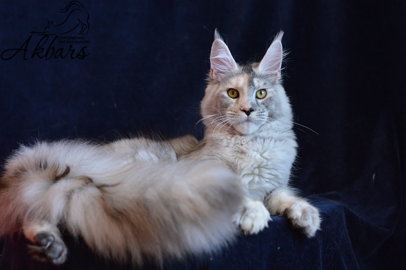 Foggy Woods Dominika - Junior maine-coon 8 months 3 weeks