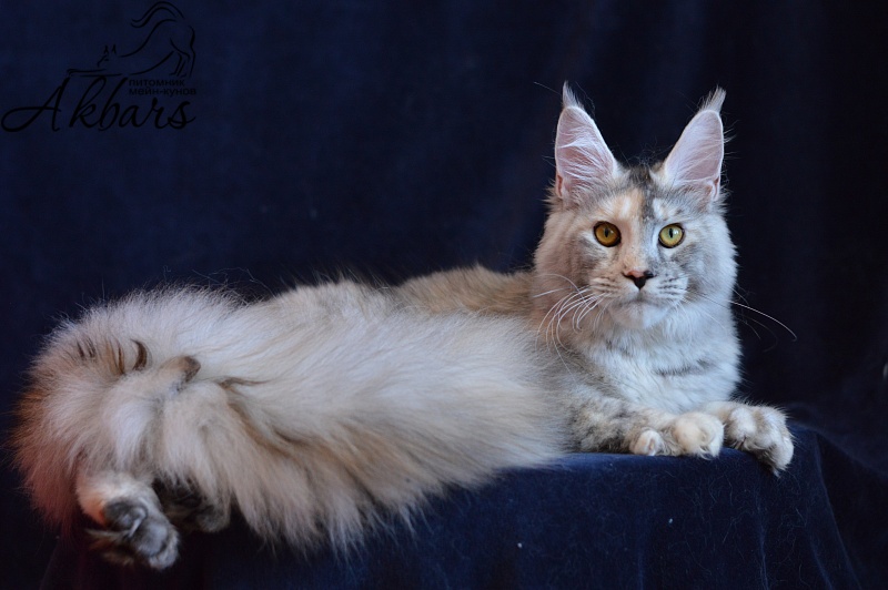 Foggy Woods Dominika - Junior maine-coon 8 months 3 weeks