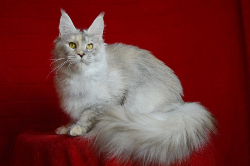 Foggy Woods Dominika - Adult maine-coon 1 year 0.5 weeks