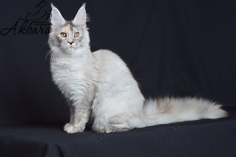 Foggy Woods Dominika - Kitten maine-coon 5 months 0.5 weeks