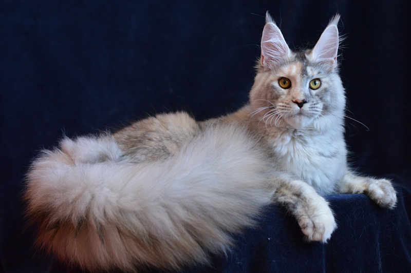 Foggy Woods Dominika - Junior maine-coon 8 months 3 weeks