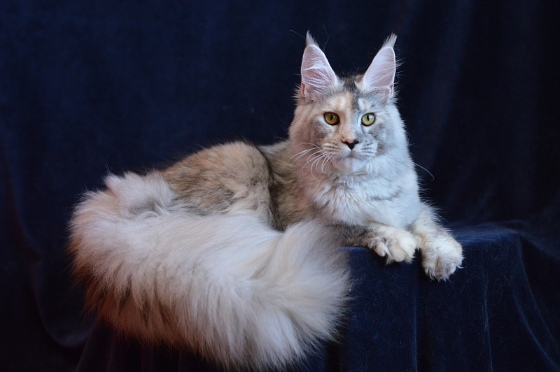 Foggy Woods Dominika - Junior maine-coon 8 months 3 weeks