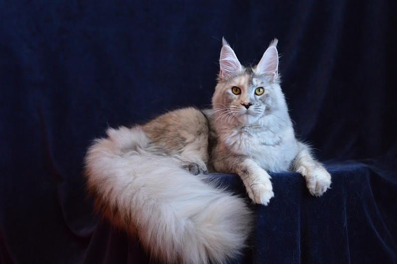 Foggy Woods Dominika - Junior maine-coon 8 months 3 weeks