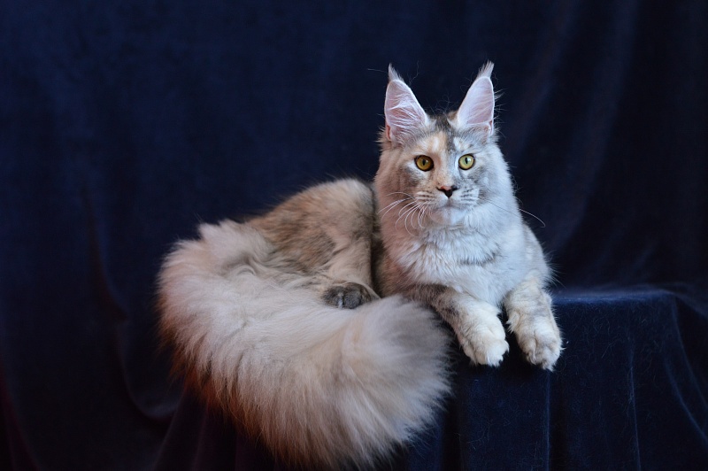 Foggy Woods Dominika - Junior maine-coon 8 months 3 weeks