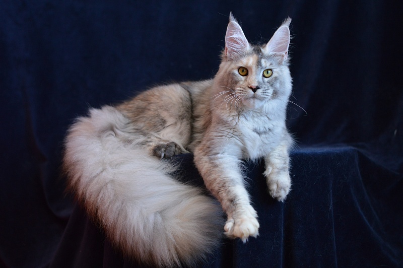 Foggy Woods Dominika - Junior maine-coon 8 months 3 weeks