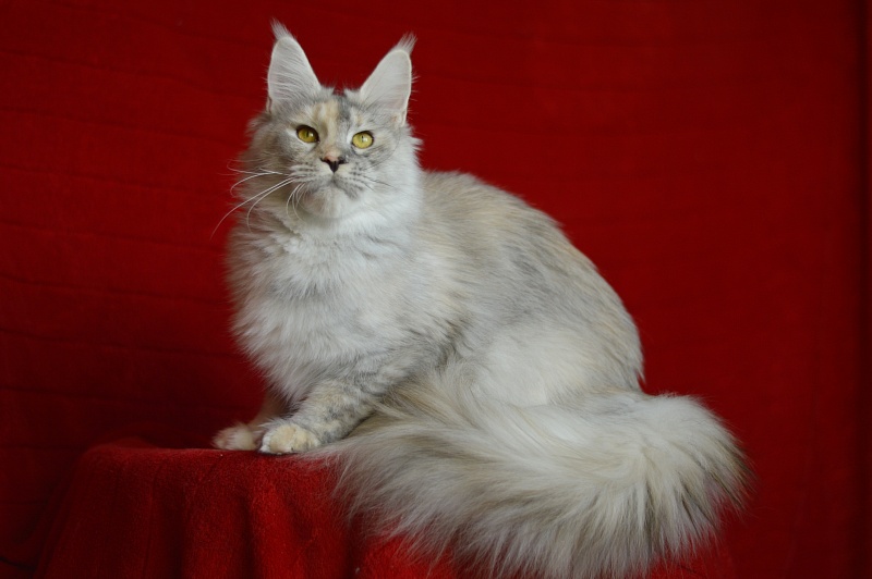 Foggy Woods Dominika - Adult maine-coon 1 year 0.5 weeks