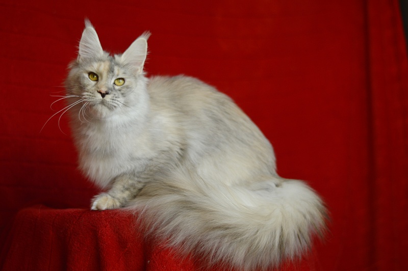 Foggy Woods Dominika - Adult maine-coon 1 year 0.5 weeks