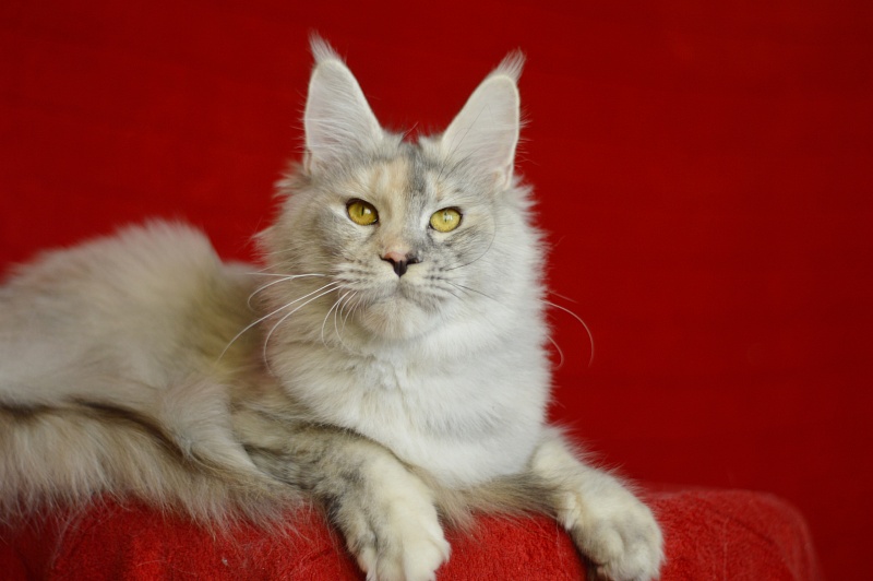 Foggy Woods Dominika - Adult maine-coon 1 year 0.5 weeks