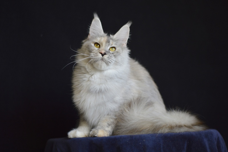 Foggy Woods Dominika - Adult maine-coon 1 year 4 months 0.5 weeks