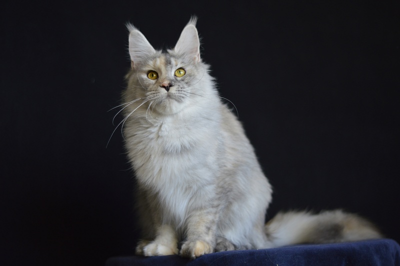 Foggy Woods Dominika - Adult maine-coon 1 year 4 months 0.5 weeks
