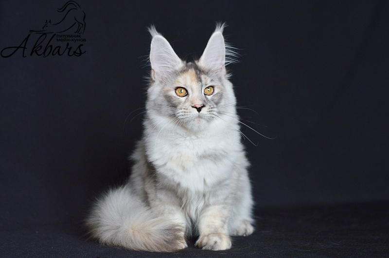 Foggy Woods Dominika - Kitten maine-coon 5 months 0.5 weeks
