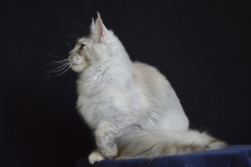 Foggy Woods Dominika - Adult maine-coon 1 year 4 months 0.5 weeks