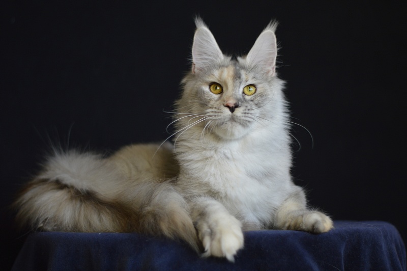 Foggy Woods Dominika - Adult maine-coon 1 year 4 months 0.5 weeks