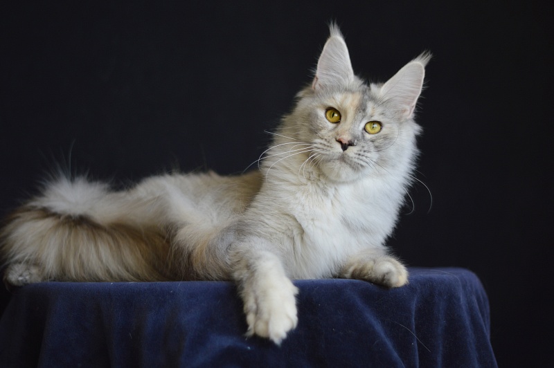 Foggy Woods Dominika - Adult maine-coon 1 year 4 months 0.5 weeks