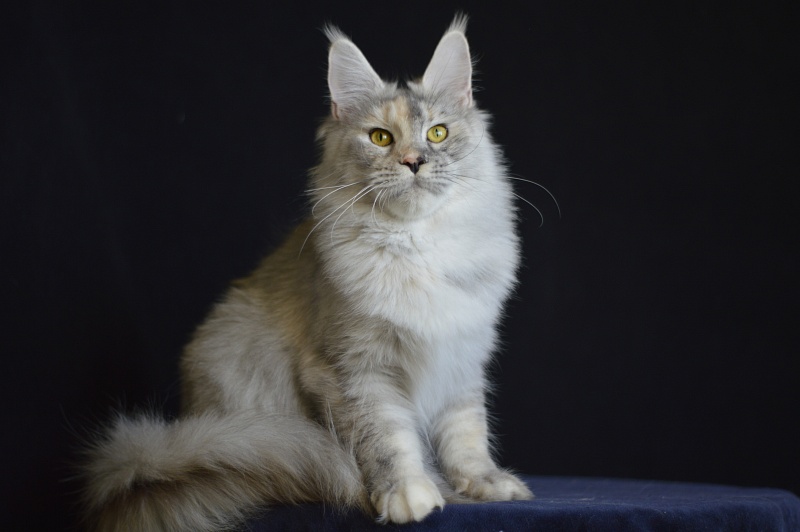 Foggy Woods Dominika - Adult maine-coon 1 year 4 months 0.5 weeks