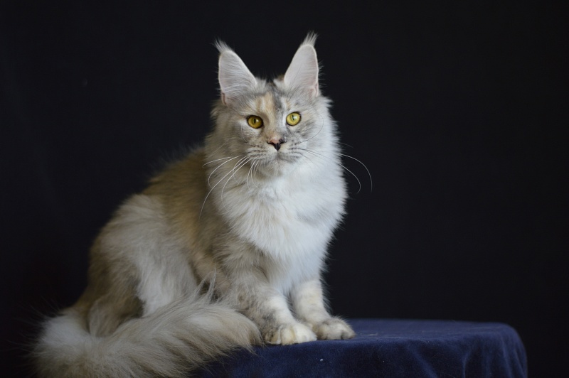 Foggy Woods Dominika - Adult maine-coon 1 year 4 months 0.5 weeks