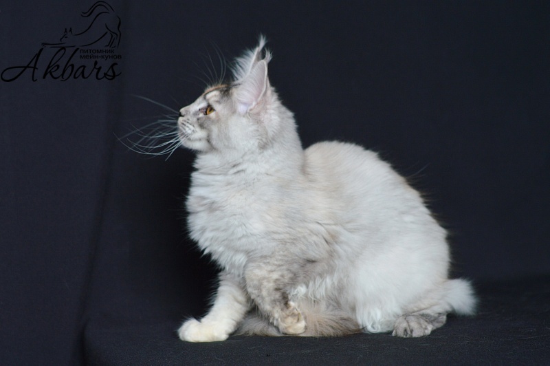 Foggy Woods Dominika - Kitten maine-coon 5 months 0.5 weeks