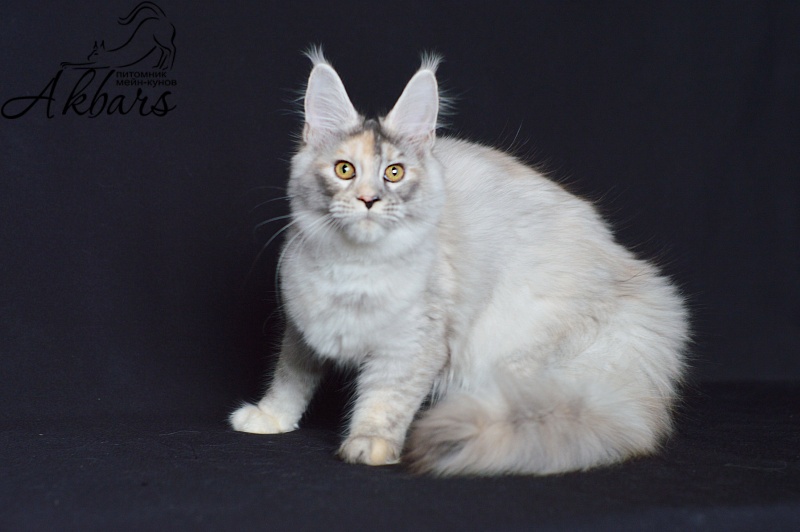 Foggy Woods Dominika - Kitten maine-coon 5 months 0.5 weeks