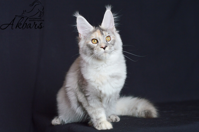 Foggy Woods Dominika - Kitten maine-coon 5 months 0.5 weeks