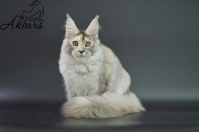 Foggy Woods Dominika - Kitten maine-coon 5 months 3.5 weeks