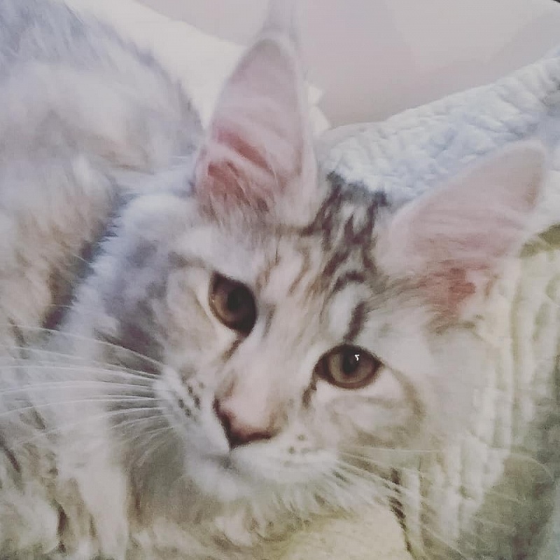 Forest Yeti Queen Ice - maine-coon