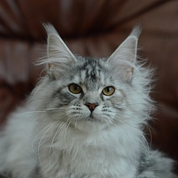 Teva Akbars