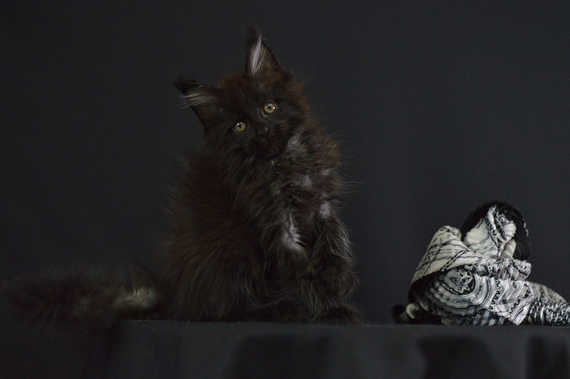 Vulcan Akbars (polydactyl) 56/66 - Kitten maine-coon 2 months 1.5 week