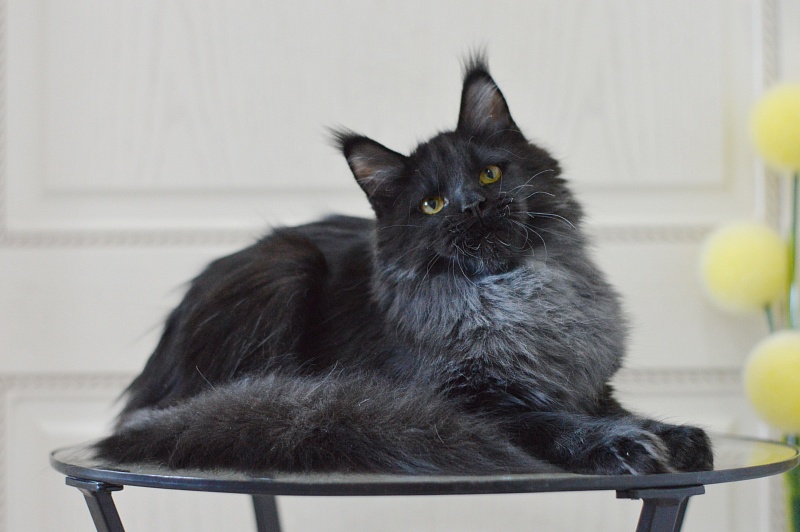 Vulcan Akbars (polydactyl) 56/66 - Kitten maine-coon 5 months 4 weeks