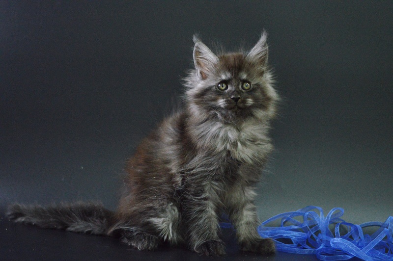 Vito Akbars - Kitten maine-coon 1 month 4 weeks