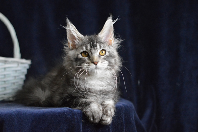West Akbars - Kitten maine-coon 3 months 3 weeks