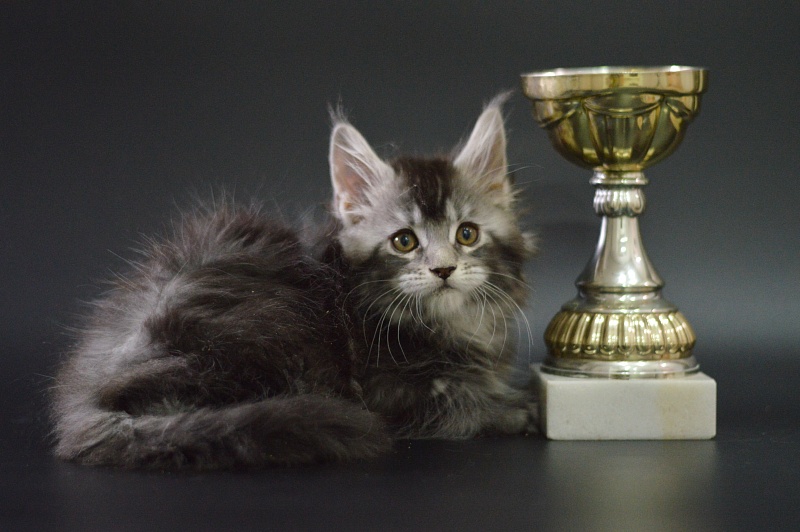 West Akbars - Kitten maine-coon 1 month 3.5 weeks