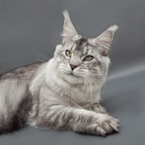 Bloomingtree Wotan - maine-coon 10/10/2013