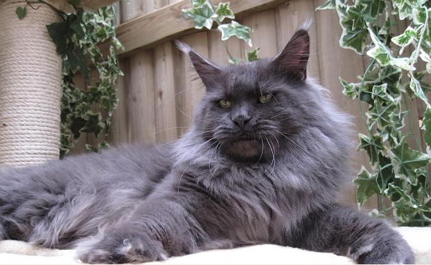 Lachtetals Blueberry - maine-coon
