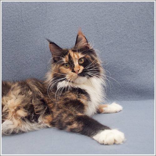 Wildbeautycoon's Amneris Mainelynx - мейн-кун 01.01.2000