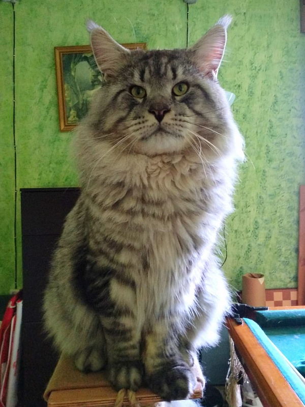 Junari's Only Prince Nanouk - maine-coon
