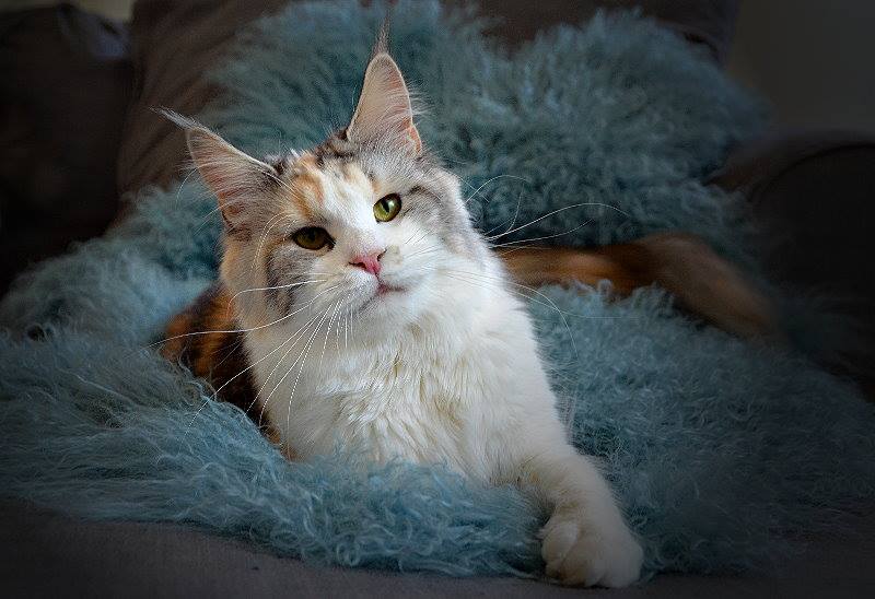 Only Queen of CaDazz - мейн-кун