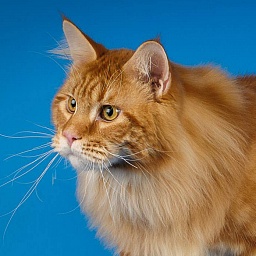Caramel's Atlant