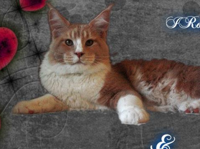 I'Ron of CaDazz - maine-coon