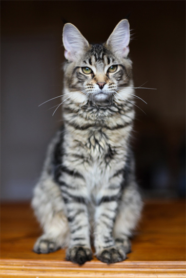 Cat's Castle Small Horse - maine-coon