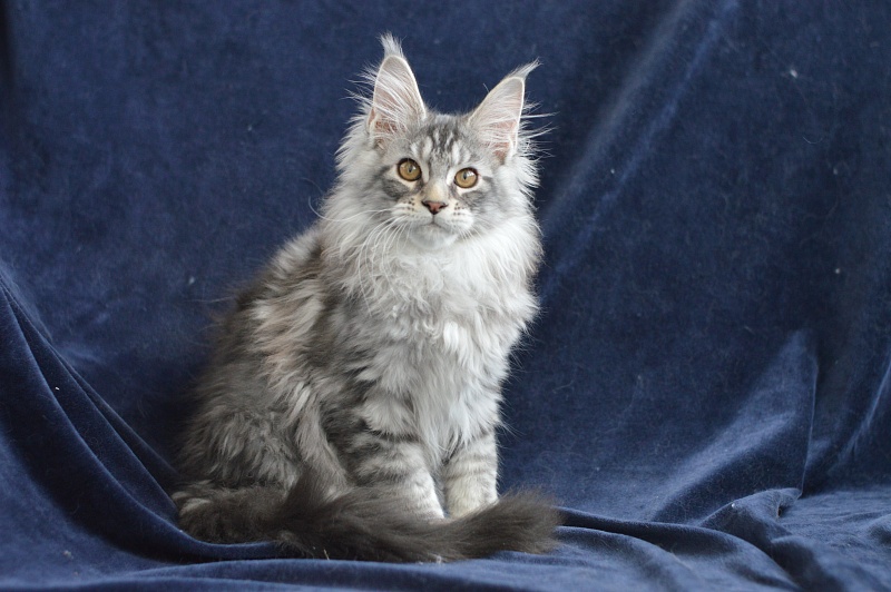 Apple Akbars - Kitten maine-coon 3 months 0.5 weeks
