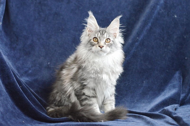 Apple Akbars - Kitten maine-coon 3 months 0.5 weeks