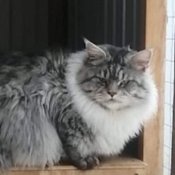 Yalta Lynx Prins