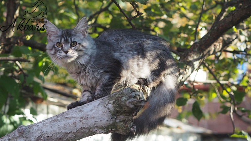 Viola OlginDom - Котенок мейн-кун 3 месяца