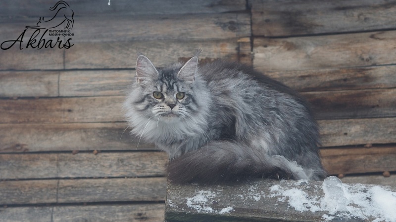 Viola OlginDom - Котенок мейн-кун 5 месяцев