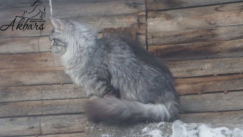 Viola OlginDom - Котенок мейн-кун 5 месяцев